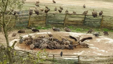 Vulture restaurant set up in Jharkhand to conserve the species UPSC