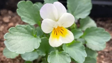 Self Pollination in Pansy Plants of Paris UPSC