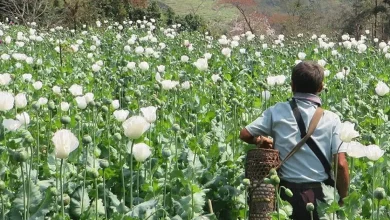 Myanmar World’s Biggest Opium Producer UPSC