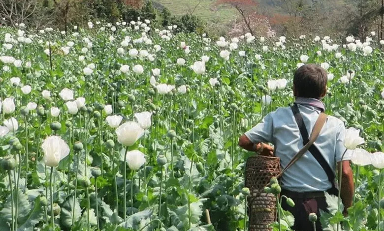 Myanmar World’s Biggest Opium Producer UPSC