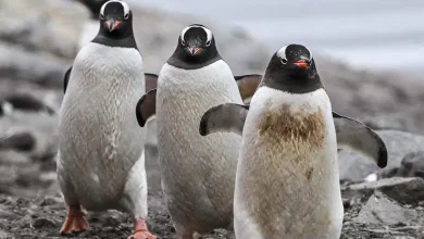 Avian Influenza Virus Kills a Penguin in Antarctica UPSC