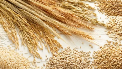 High Levels of Toxins in Rice & Wheat: ICAR Study UPSC