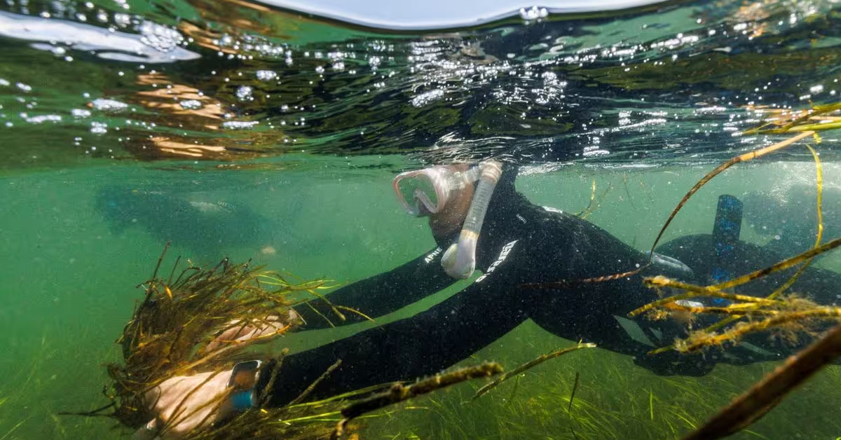 Restoration of Seagrasses in the Baltic Sea - IAS EXAM