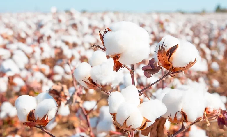 India will be largest cotton producer UPSC