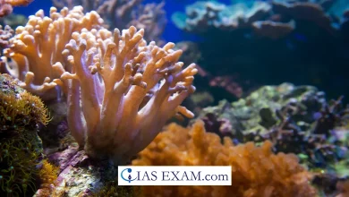 4th Global Coral Bleaching Event UPSC