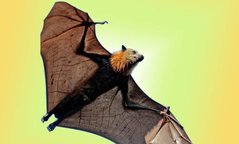 Flying fox bat UPSC