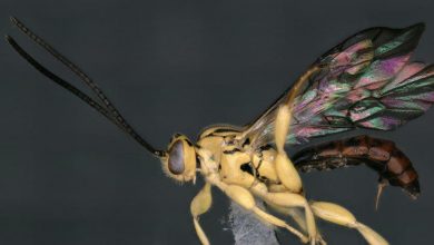 New Genus of Wasp UPSC
