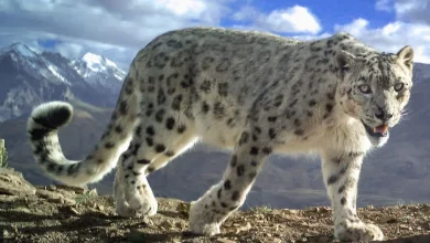 Snow leopard UPSC
