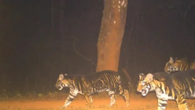 Odisha is planning to create the world's first melanistic tiger safari UPSC