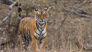 Cambodia is considering importing tigers from India UPSC