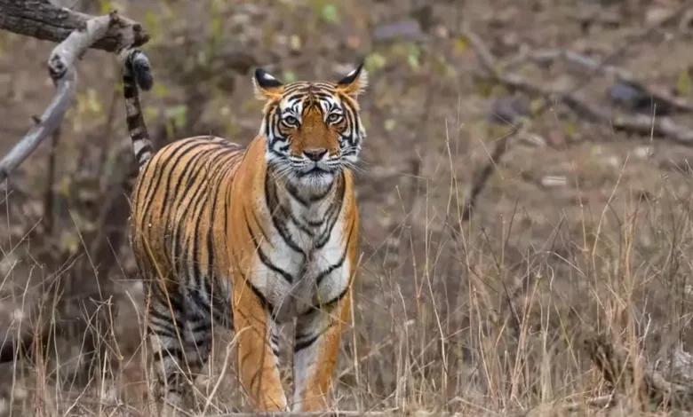 Cambodia is considering importing tigers from India UPSC