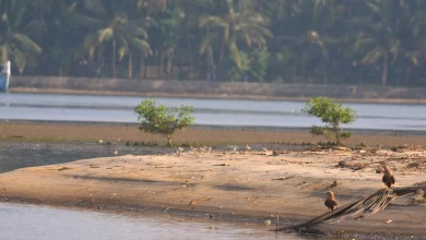 Shrinking mudflat ecosystem of Kerala’s Kadalundi keeps shorebirds away UPSC