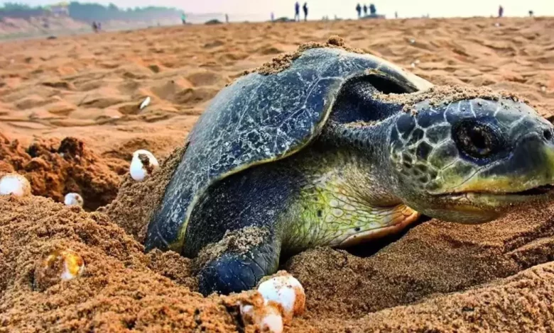 Missile testing paused in Odisha to save sea turtles UPSC