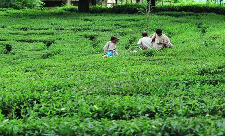 Kangra tea of Himachal Pradesh gets EU registration for GI tag UPSC