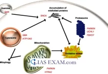 Management of Parkinson’s Disease through SNCA protein UPSC