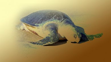 Olive Ridley sea turtles UPSC
