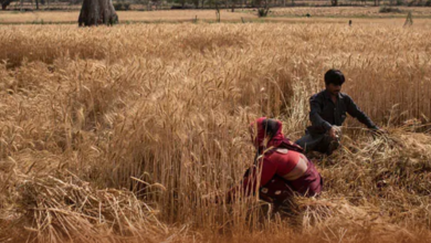 Government bans Wheat Exports UPSC