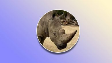 Shrinking Rhino horns UPSC