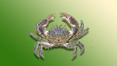 Estuarine Crab UPSC Topic