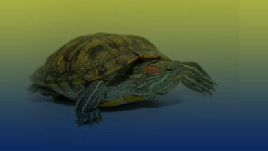 Red-Eared Slider Turtles UPSC Topic